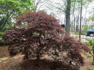 Acer palmatum 'Crimson Queen' - mapleridgenursery